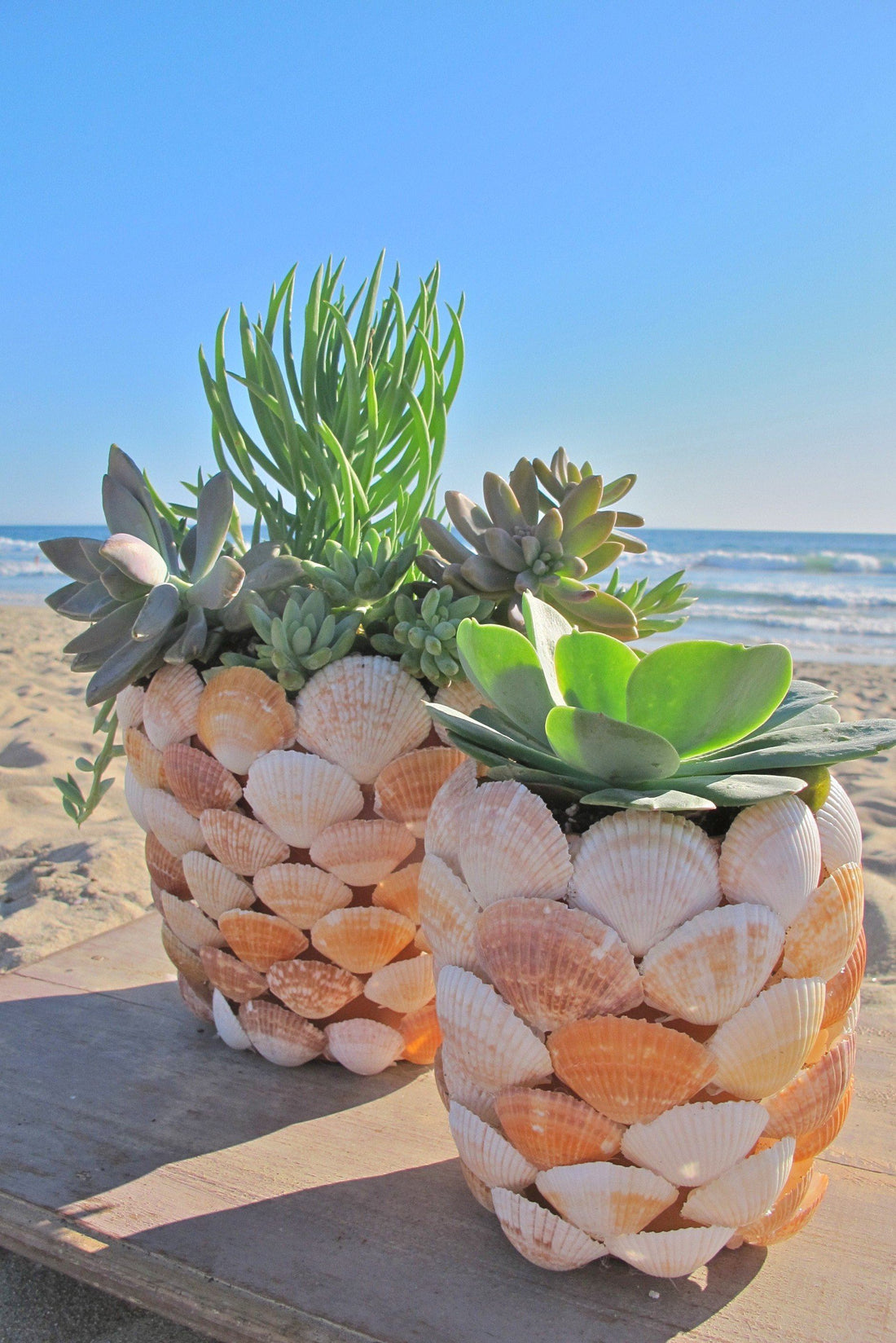 DIY Aprenda a fazer vasos decorativos com lindas conchas Beach decor!